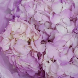 gortenziya 3 sht sirenevaya gortenziya 8